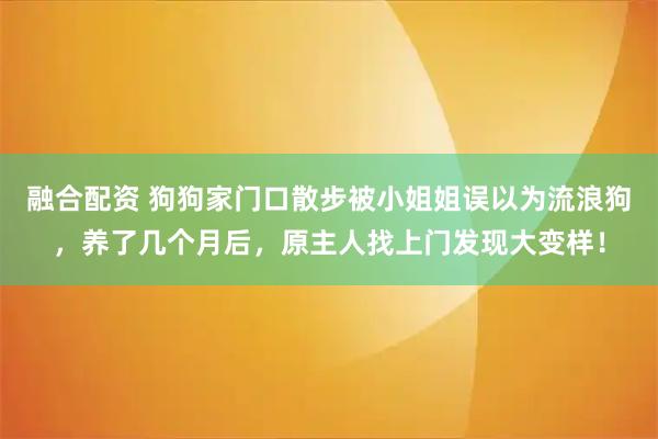 融合配资 狗狗家门口散步被小姐姐误以为流浪狗，养了几个月后，原主人找上门发现大变样！